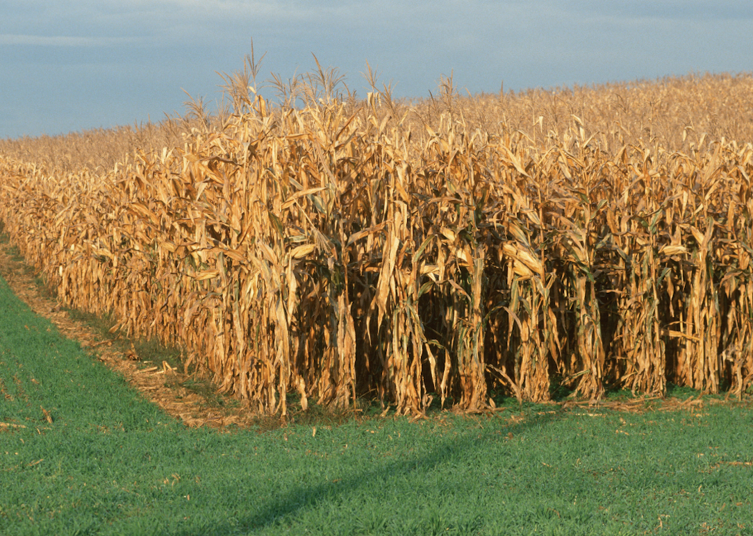 Late season corn field