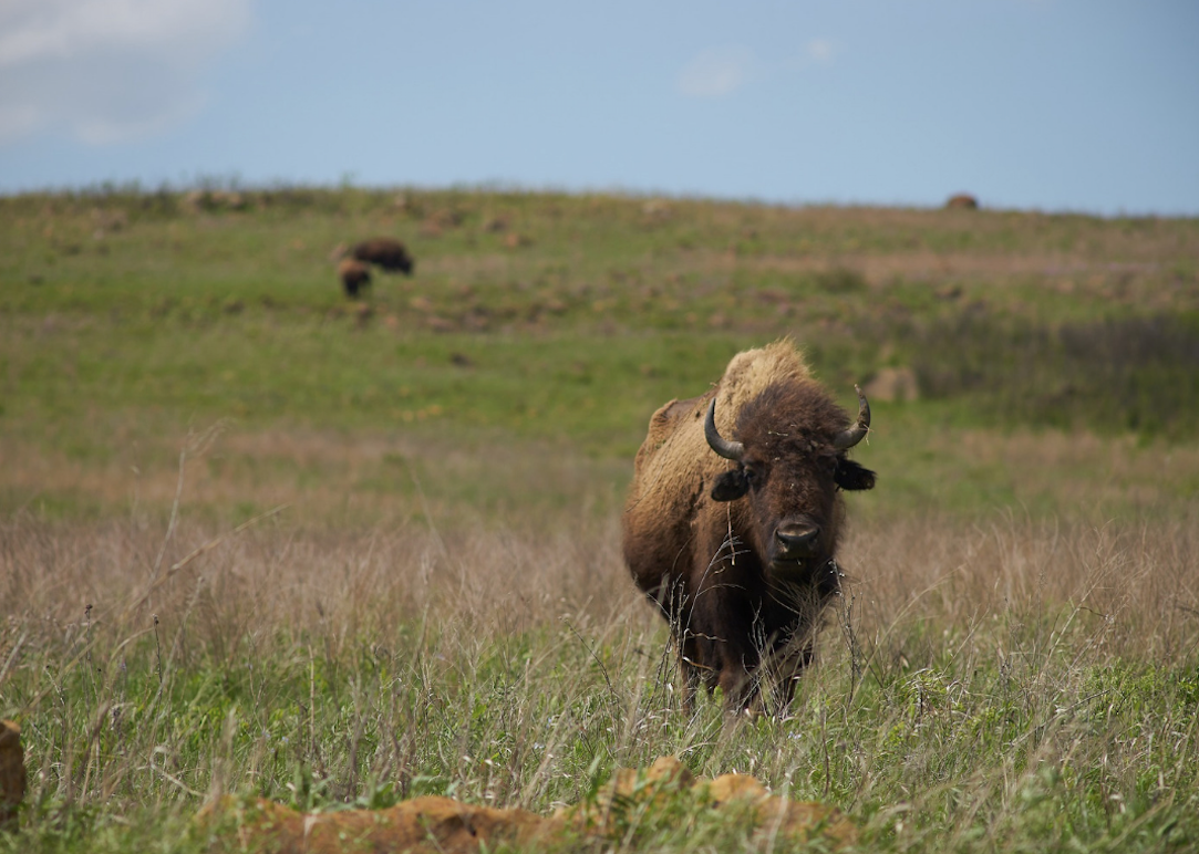 A bison in a grassy field