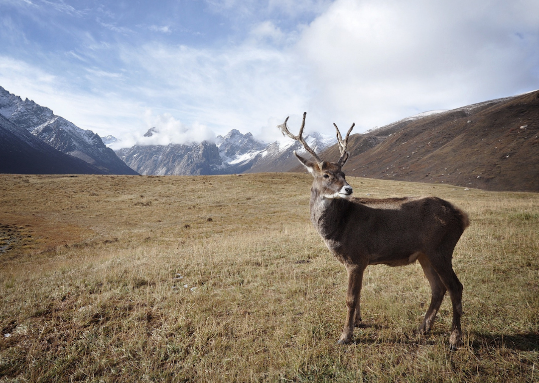 Deer standing in dry Alaskan terrain.