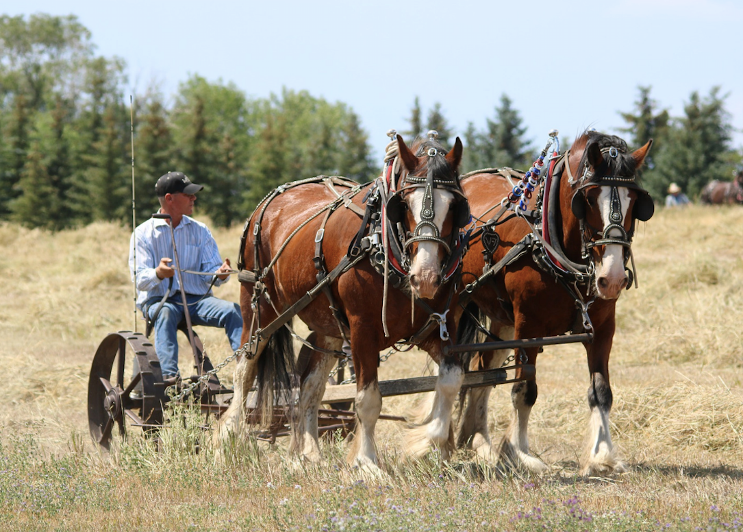 #28. North Dakota Horses pull an old farming machine