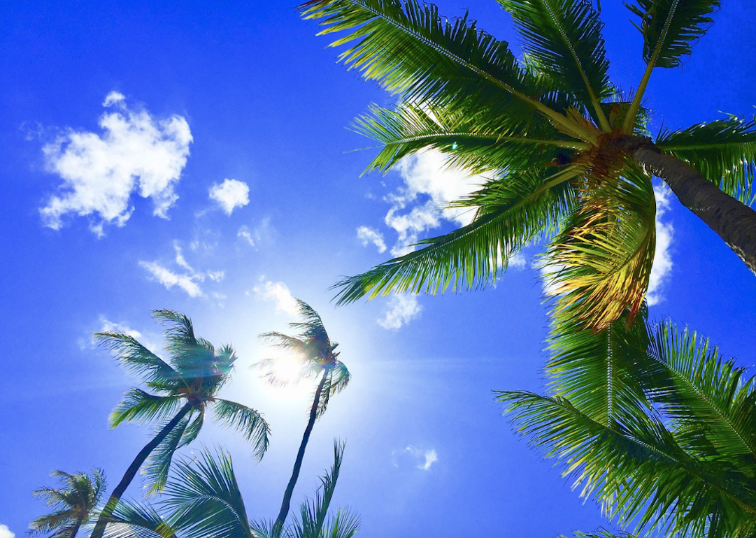 Blue skies and sun above palm trees