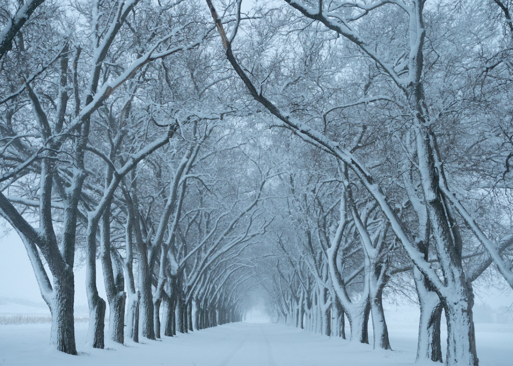 A snowy tree lined road.