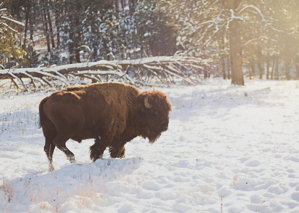A bison walking in snowy landscape.