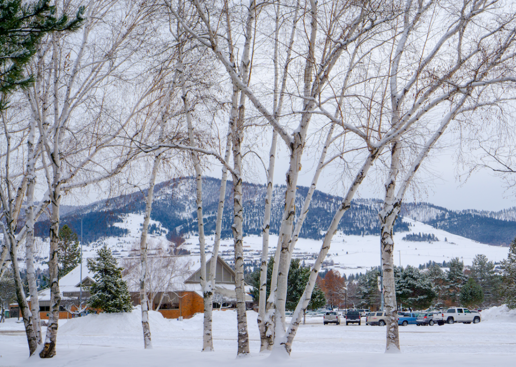 Birch trees and a snowy landscape in Missoula.