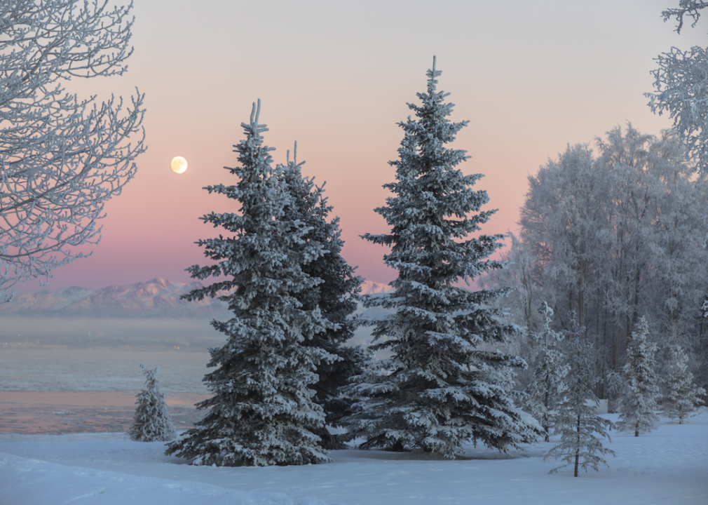 A winter scene with evergreens and a full moon.