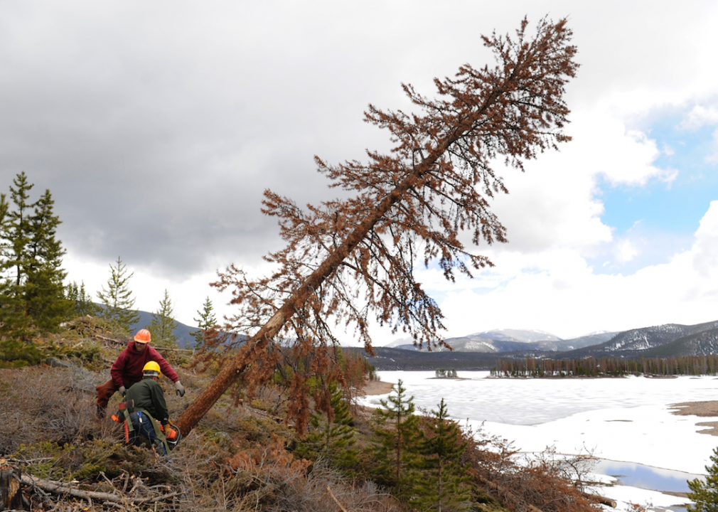 #36. Forest and conservation workers