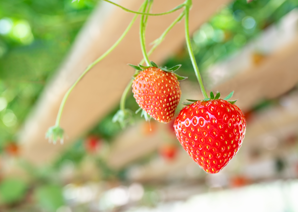 Closeup of strawberries growing in a hydroponic vertical farm.