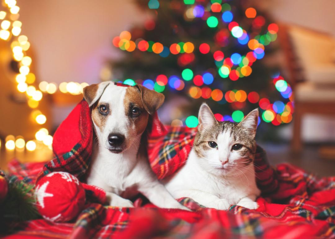 Gato y perro bajo el árbol de Navidad
