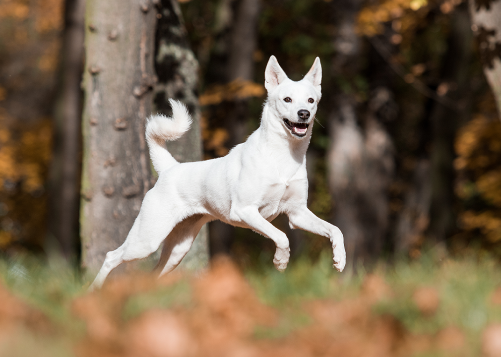 Caanan dog running in the park.