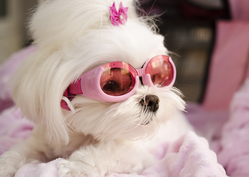 Dog breeds losing popularity Fashionable trendy Maltese dog wearing pink goggles.
