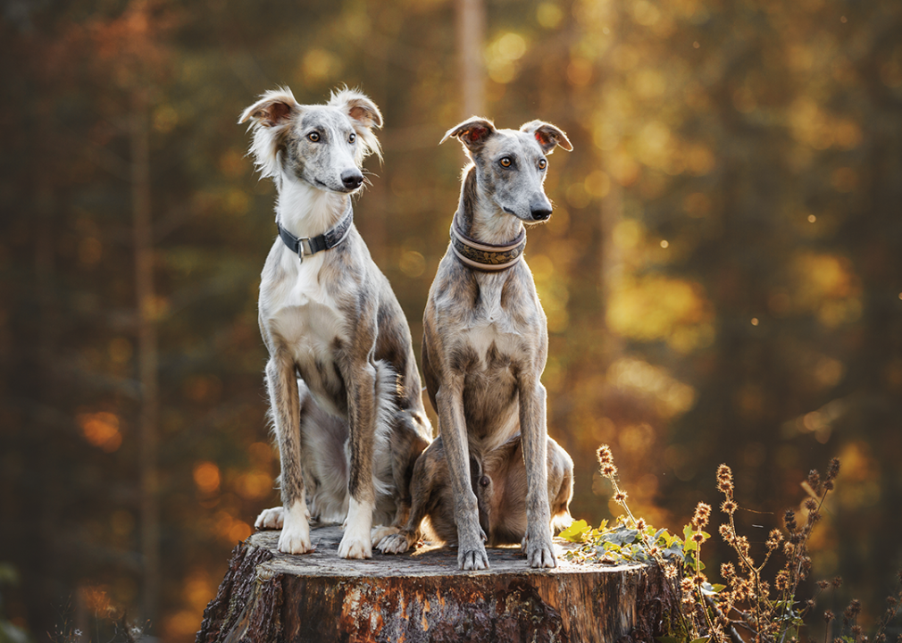 Two greyhounds sitting on tree stump in an autumnal forest.