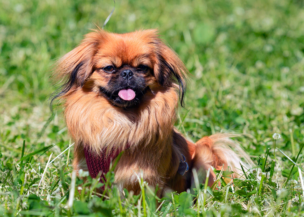 #4. Pekingese Pekingese sitting on green grass.
