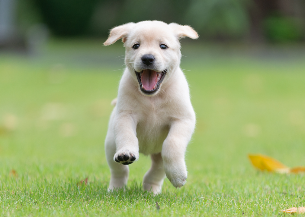 Happy Golden Retriever puppy running in park.