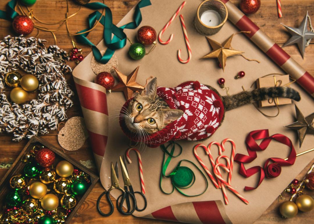 Gato con suéter festivo sentado en empaques y decoraciones.