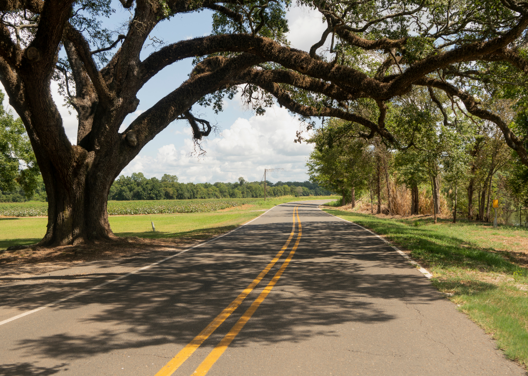 Rural Road in Southern Louisiana.