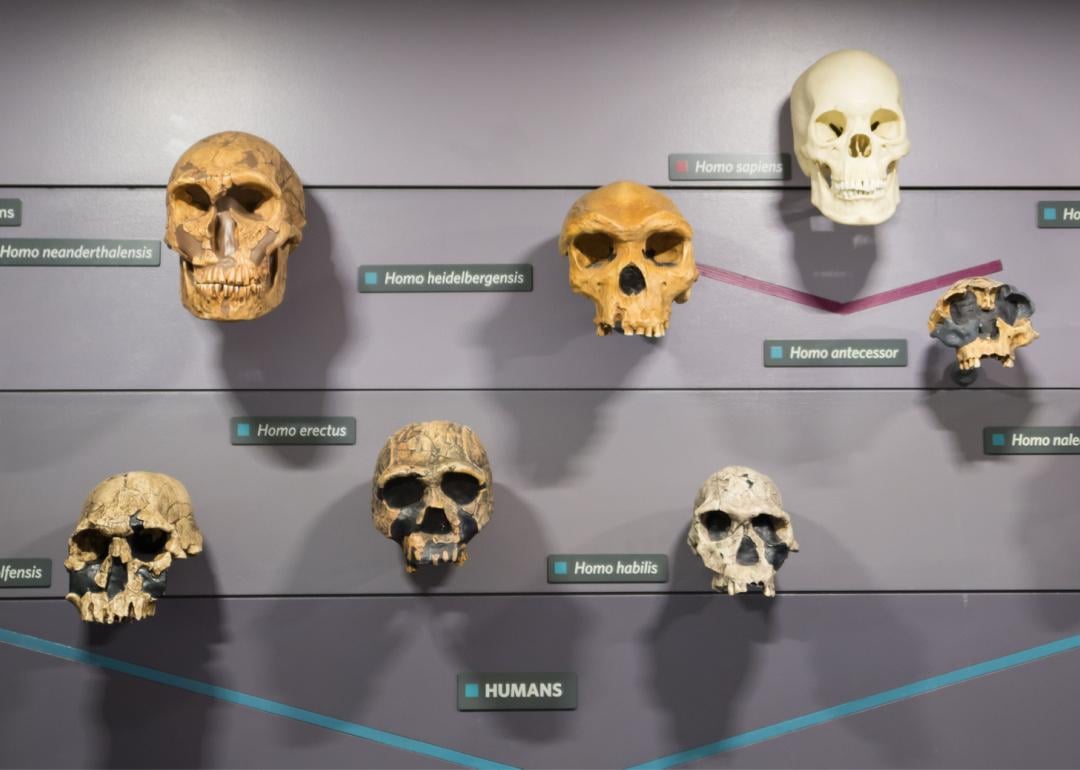 Museum display of skulls showing human
