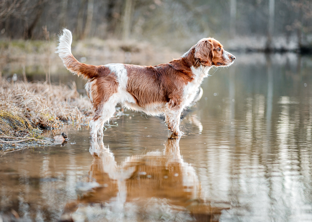 A Welsh springer spaniel standing in shallow water.
