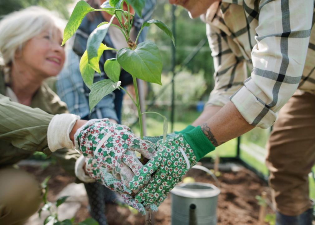 Two people holding a plant in a community garden.