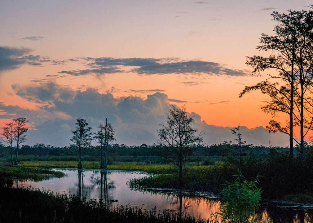 Sunset reflecting in a lake through cypress trees.