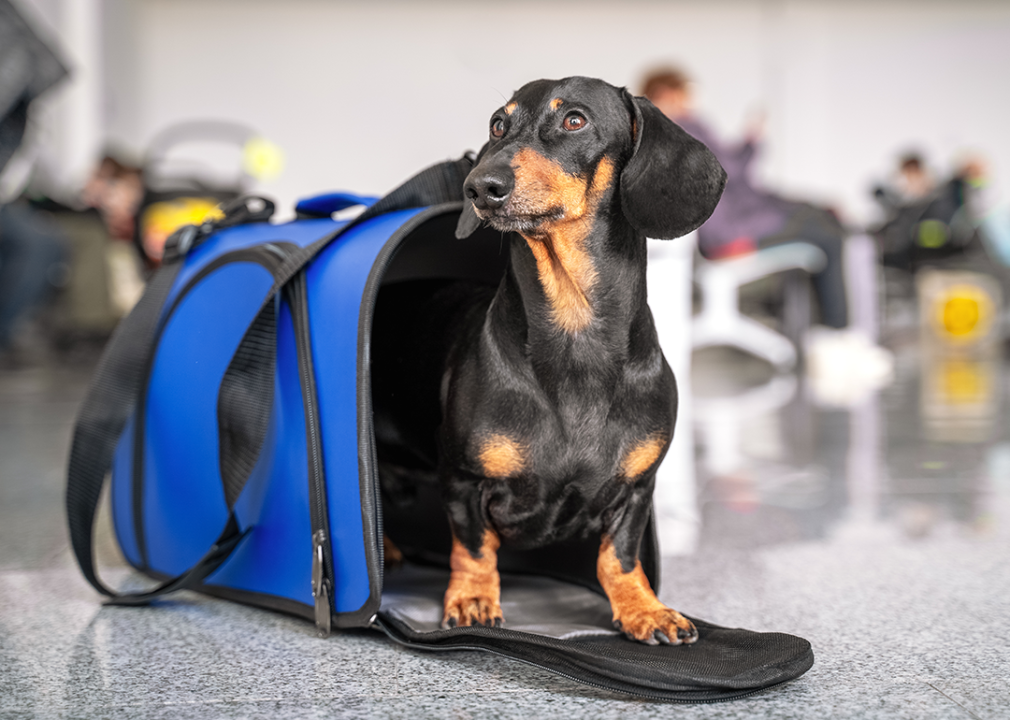 Dachshund in blue pet carrier before travel.
