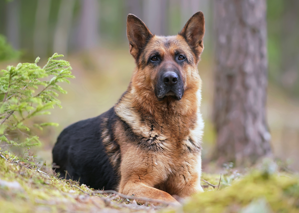 German shepherd laying in forest.