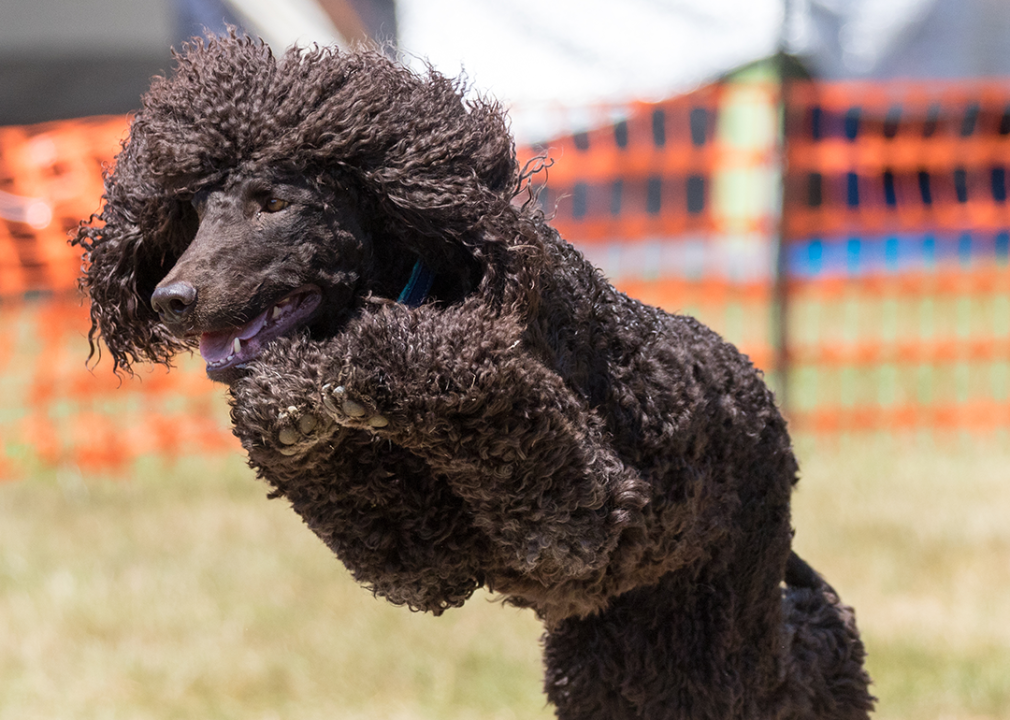 Irish Water Spaniel jumping on agility course.