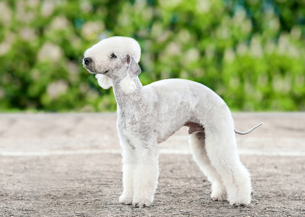 Bedlington terrier standing outside.