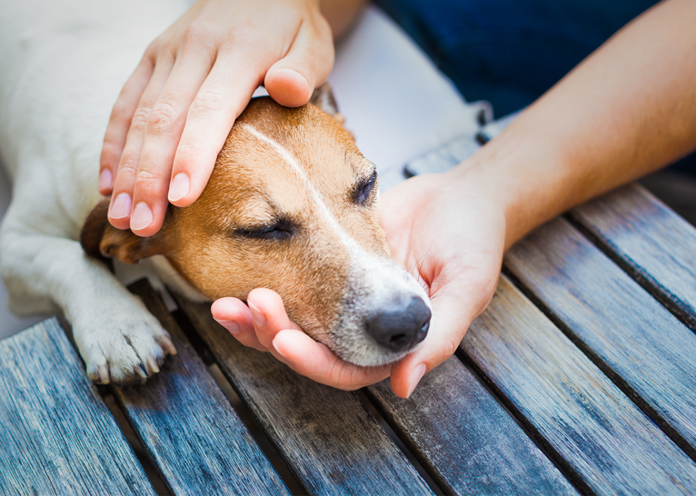 Hands gently petting a beagle's face.