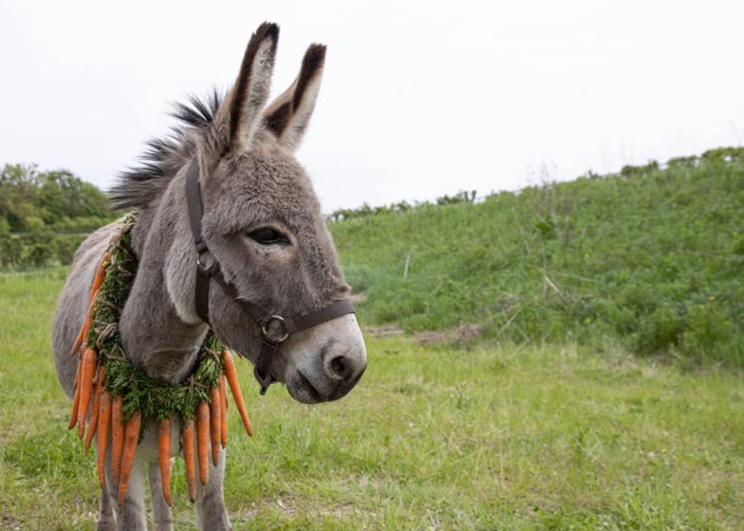 Donkey with carrots around neck in ‘EO’.