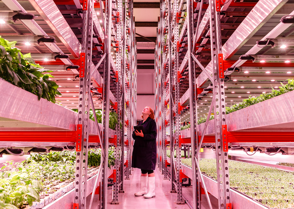 Person looking up at shelves in a vertical farm.