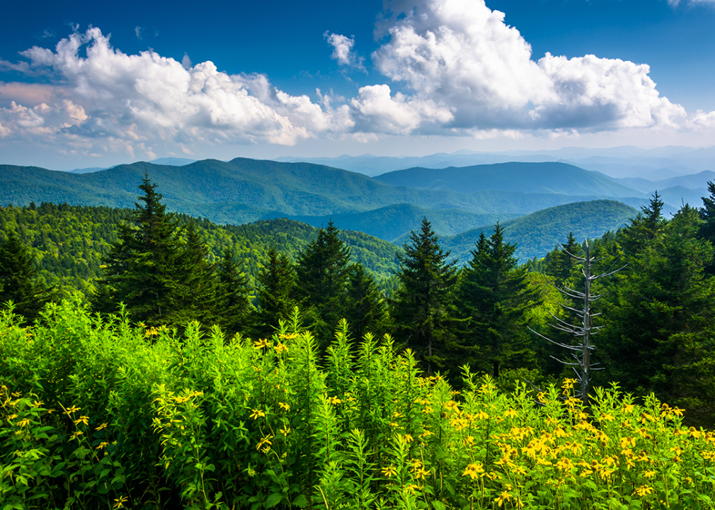 Yellow flowers and view of the Appalachian Mountains from the Blue Ridge Parkway.