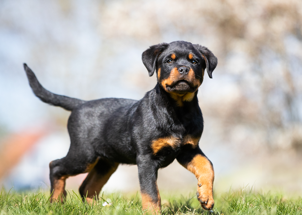Rottweiler puppy having fun in a park.