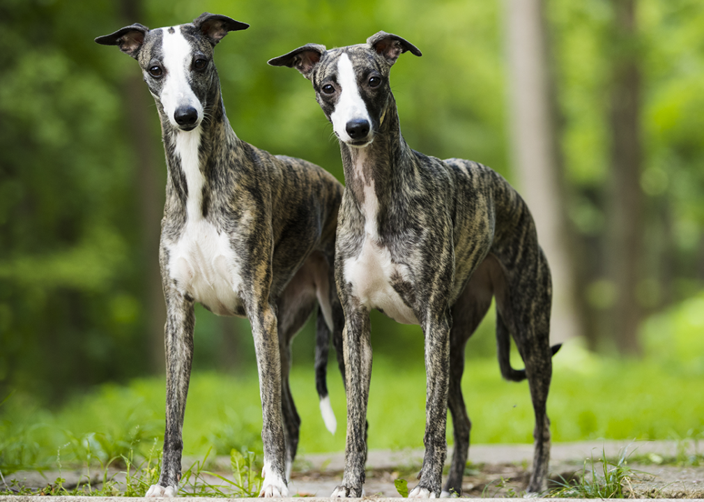Two gray and white whippets standing in a park.