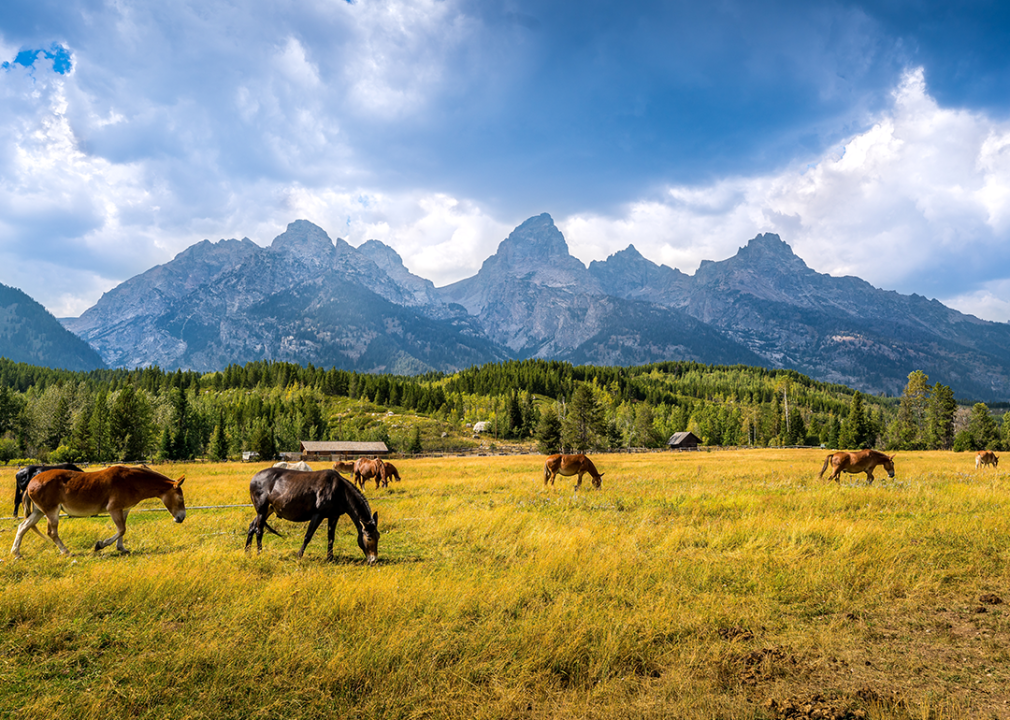 Grazing horses in a field with the Teton Range in background.