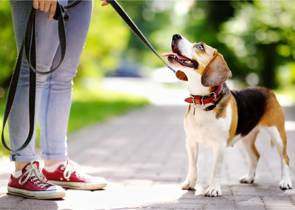 Person walking beagle on leash