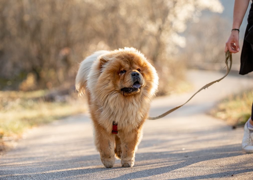 Chow Chow dog walking on path with owner in autumn.