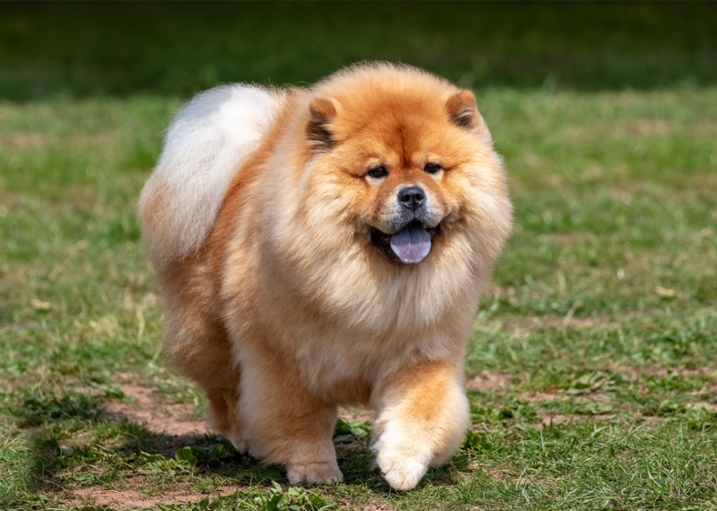 #15. Chow chow Fluffy Chow Chow dog walking on grass.
