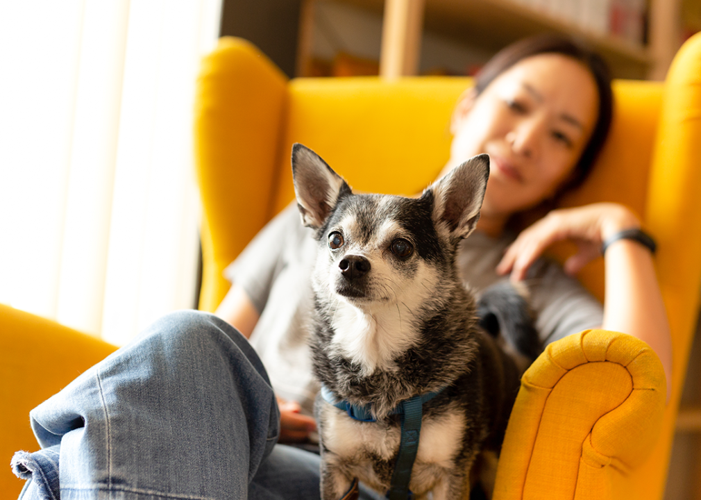 Woman sitting in a yellow armchair with a Chihuahua on her lap. 