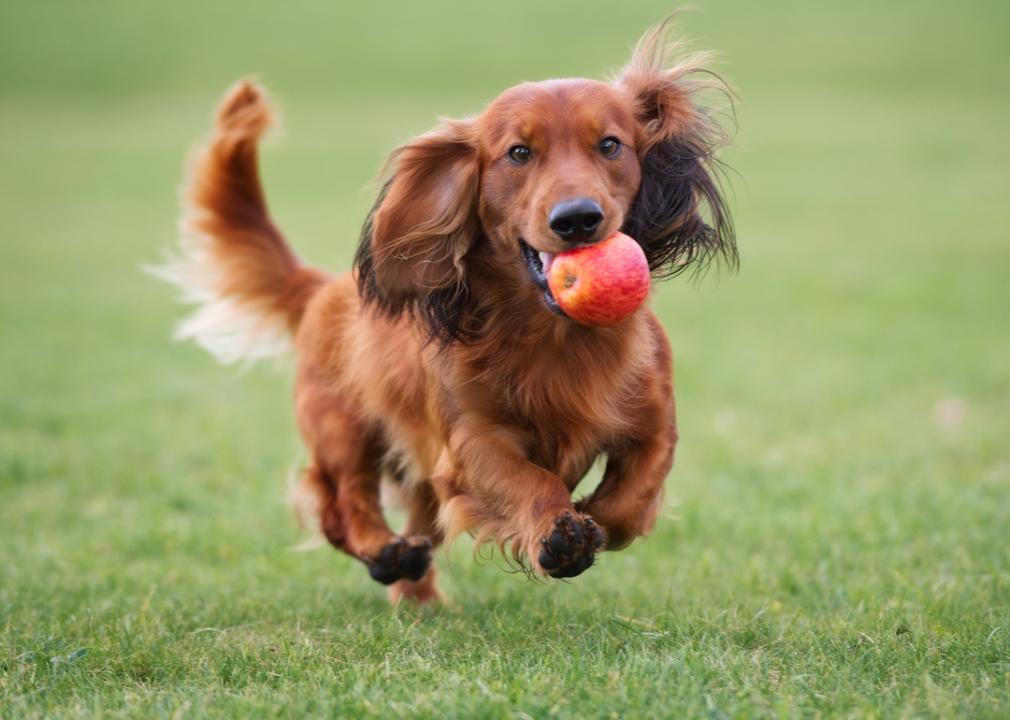 Dachshund running