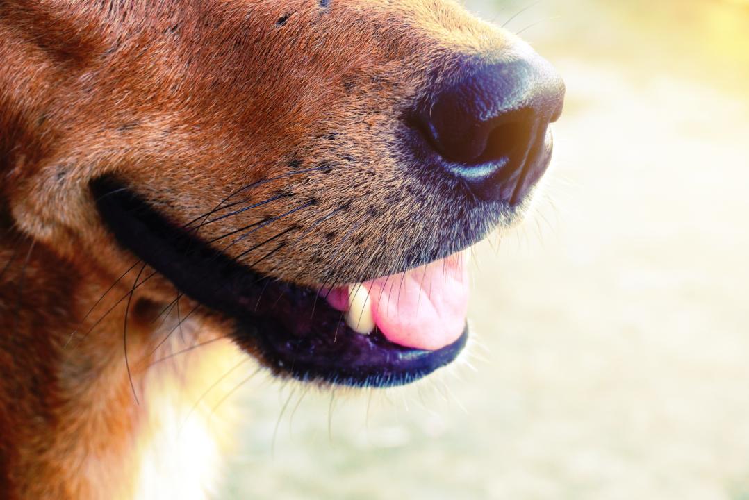 Close-up of dog's nose and mouth.