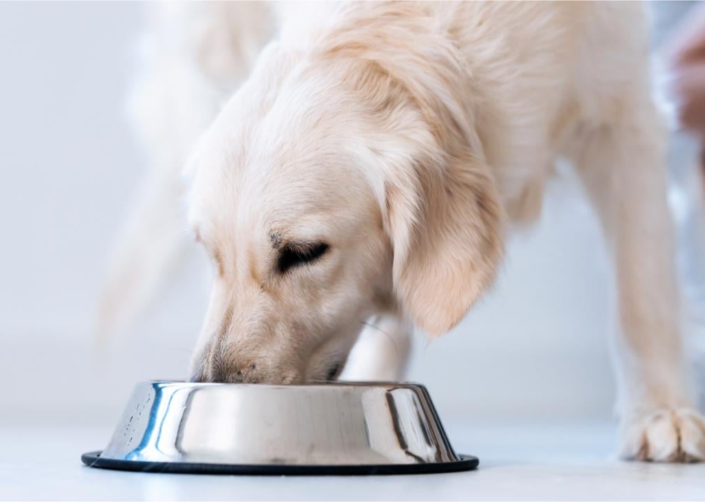 White dog eating from bowl