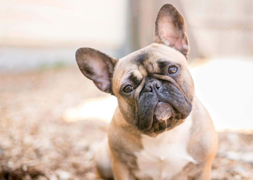 Seated French bulldog