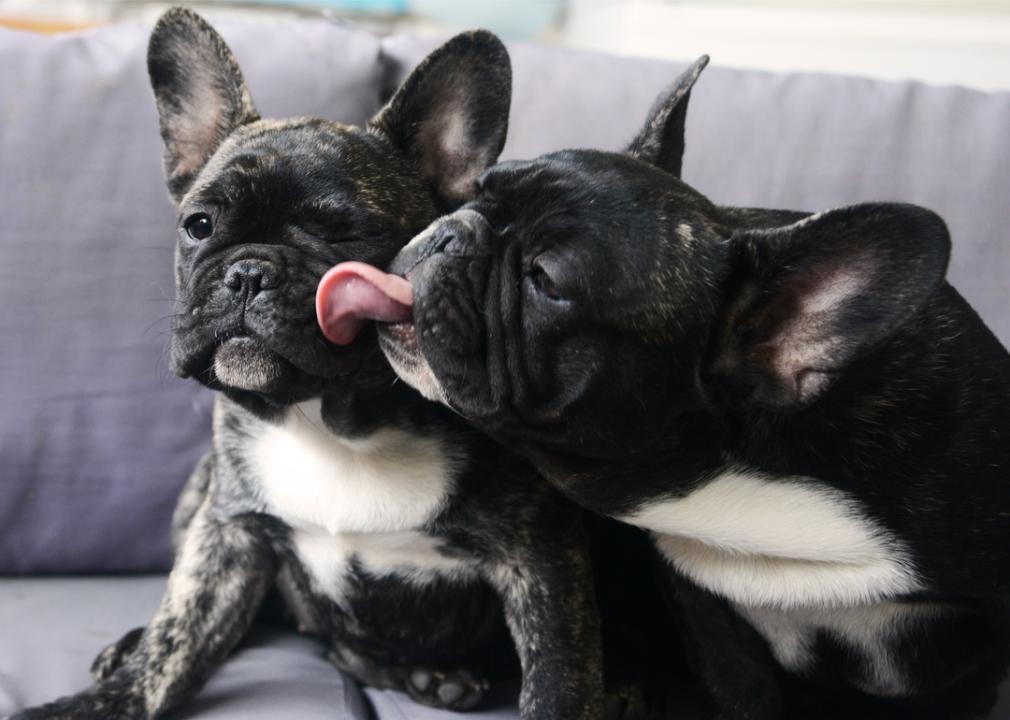 Two French bulldog puppies