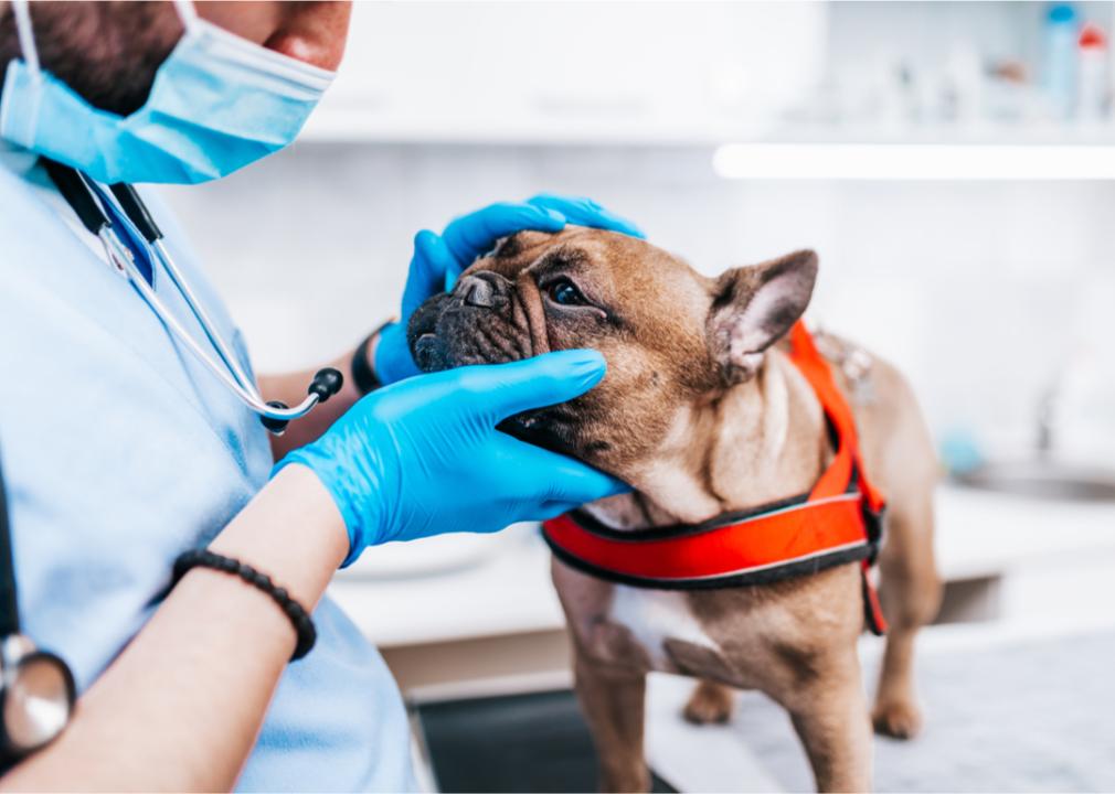 Veterinarian with French bulldog