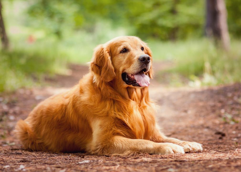 Golden Retriever waits on path