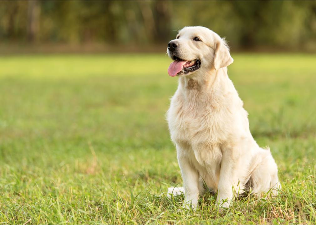 Golden retriever sits outside