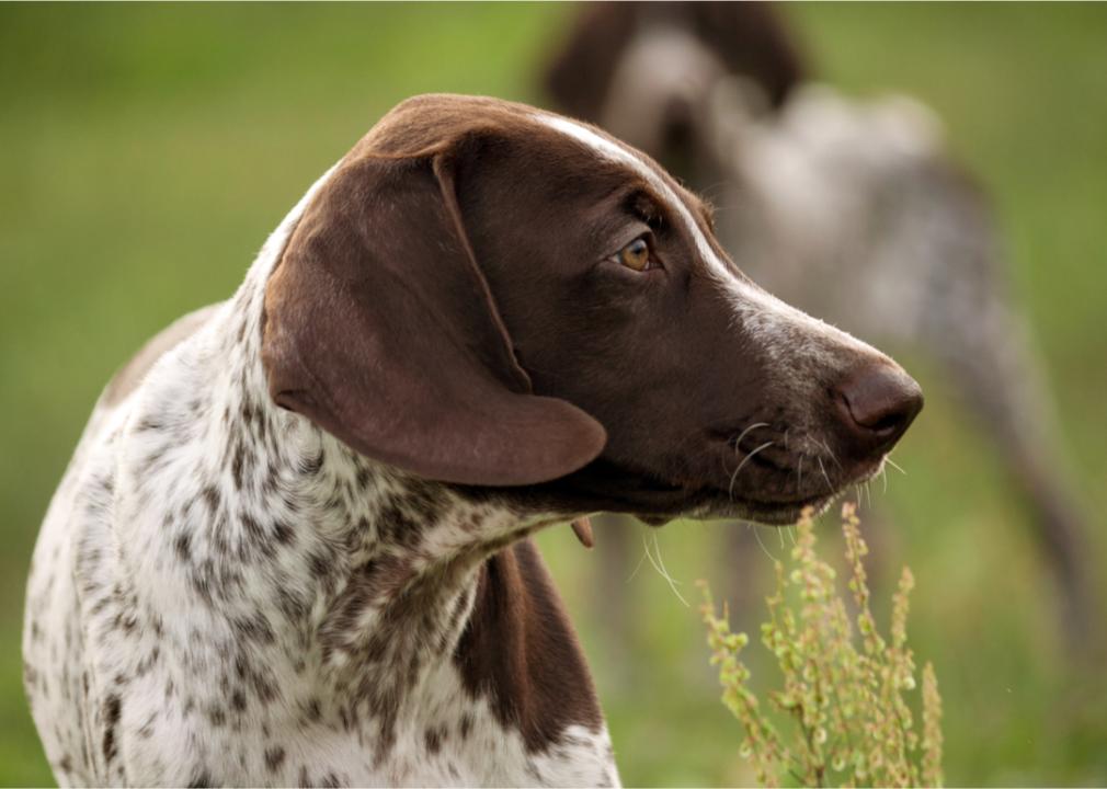 Standing German Shorthaired Pointer