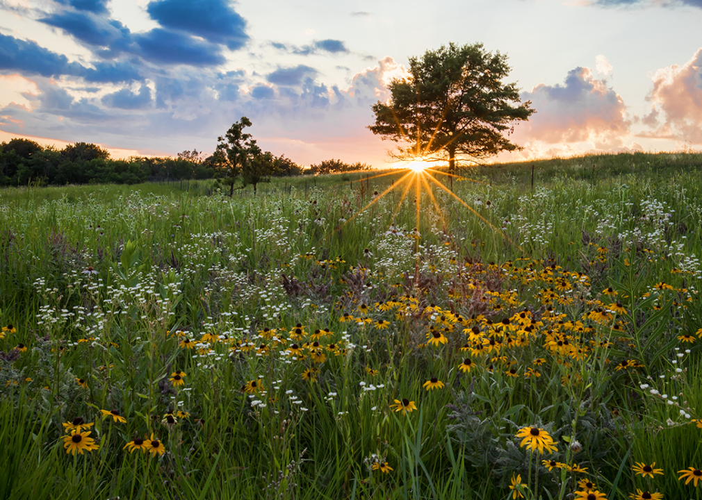 Shoefactory Road prairie Nature Preserve in Elgin.