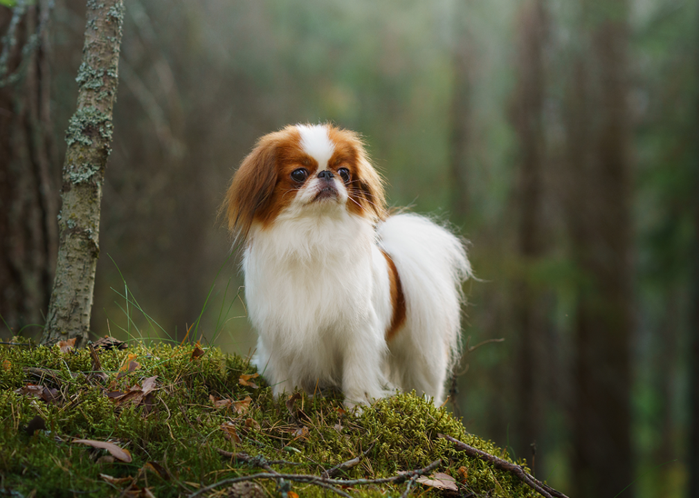 #13. Saint Bernard A Japanese Chin dog on a mossy rock in a sunlit forest, looking alert and attentive.
