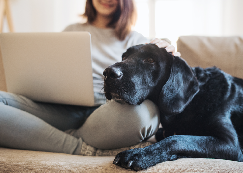 A person sitting on a couch with a laptop on her lap and black Great Dane resting their head on the woman